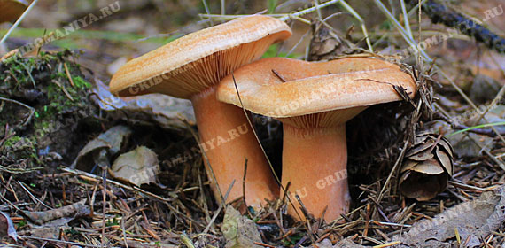 Подгруппа грибов-симбионтов