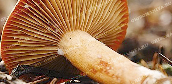 Раздел пластинчатых грибов