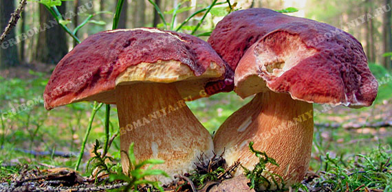 Разряд съедобных грибов