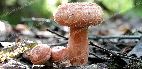 Разряд условно съедобных грибов