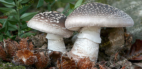 Разряд ядовитых грибов
