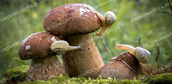 Тип шляпочных грибов